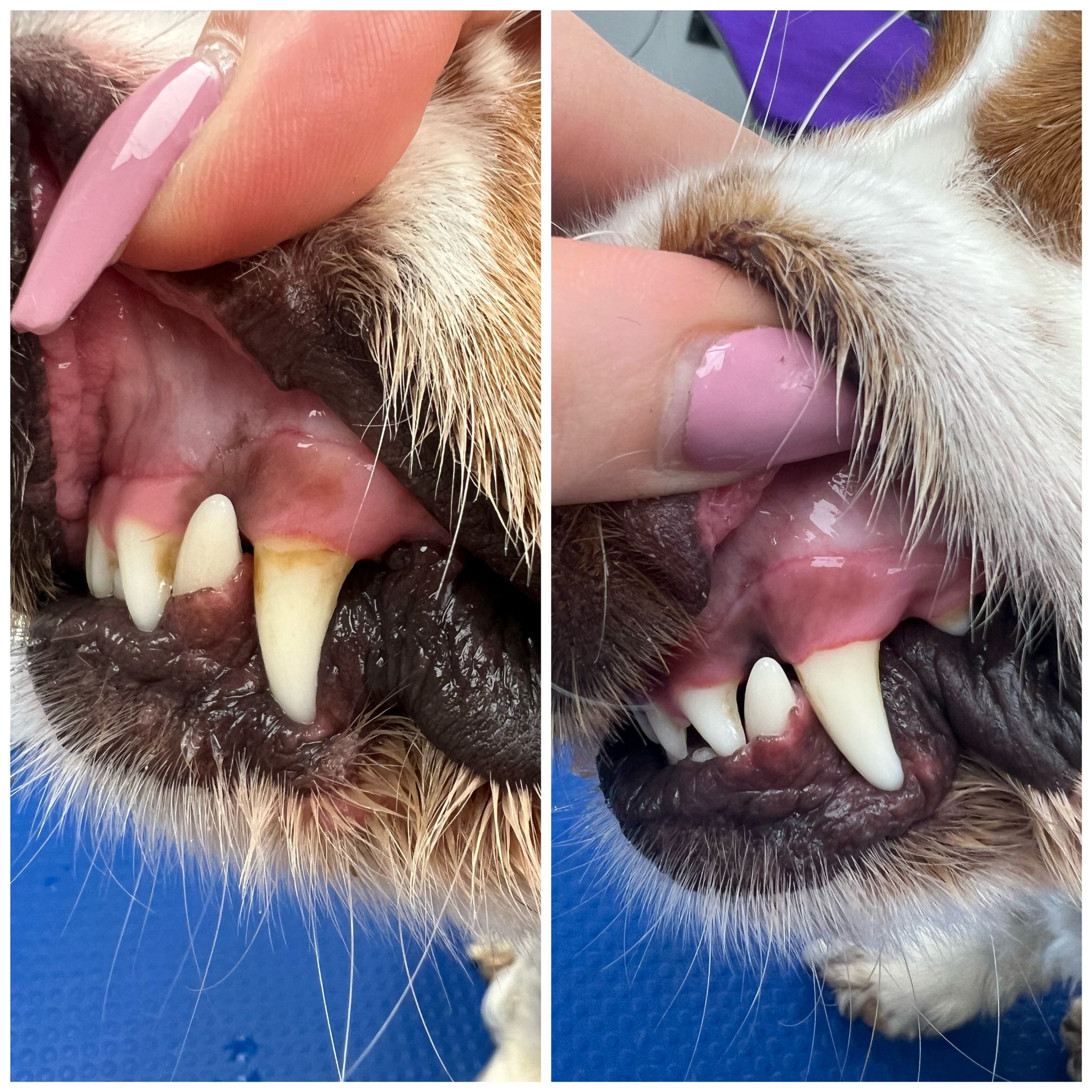 how safe is dog teeth cleaning