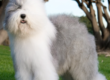 Grooming an Old English Sheep Dog