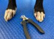 How to Maintain my Dogs' Nails