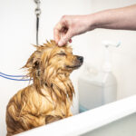 The Best Dog groomers in Cirencester